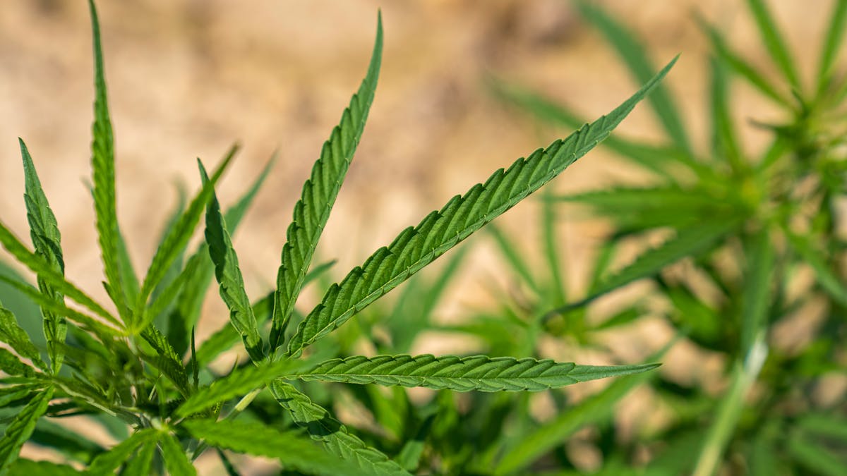 Hanfpflanze Cannabis MPU